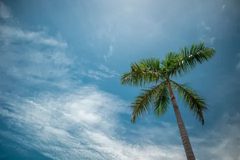 Palm Trees 4K Wallpaper · tropical · 3840×2560