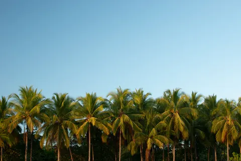 Palm Trees 4K Wallpaper · tropical · 3840×2560