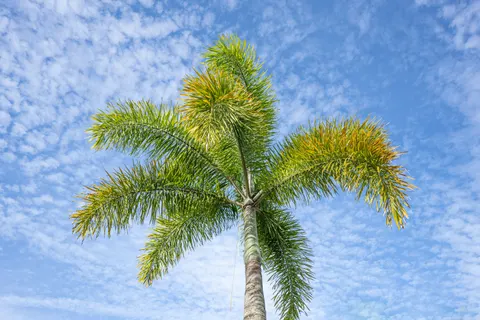 Palm Trees 4K Wallpaper · tropical · 3840×2560