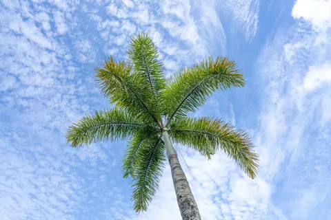 Palm Trees 4K Wallpaper · tropical · 3840×2560