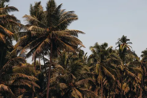 Palm Trees 4K Wallpaper · tropical · 3840×2560