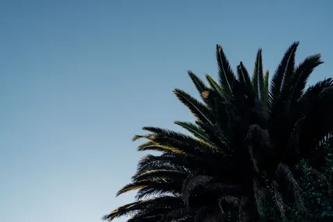 Palm Trees 4K Wallpaper · tropical · 3840×2560