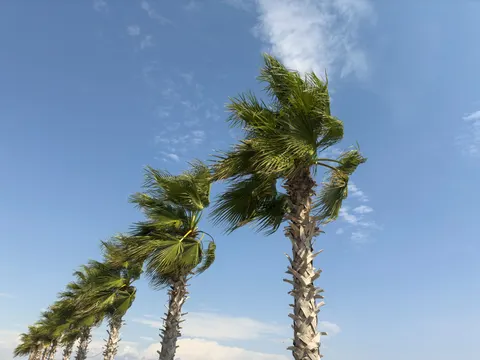 Palm Trees 4K Wallpaper · tropical · 3840×2880