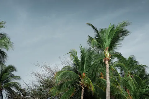 Palm Trees 4K Wallpaper · tropical · 3840×2560