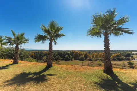 Palm Trees 4K Wallpaper · tropical · 3840×2560