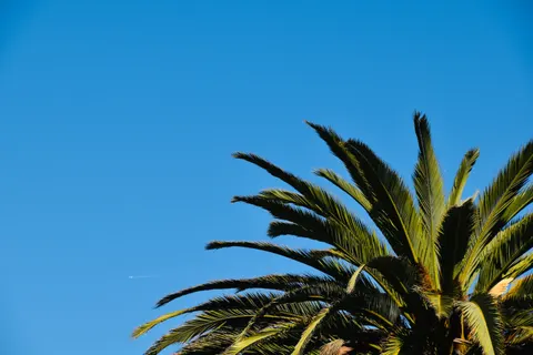 Palm Trees 4K Wallpaper · tropical · 3840×2560