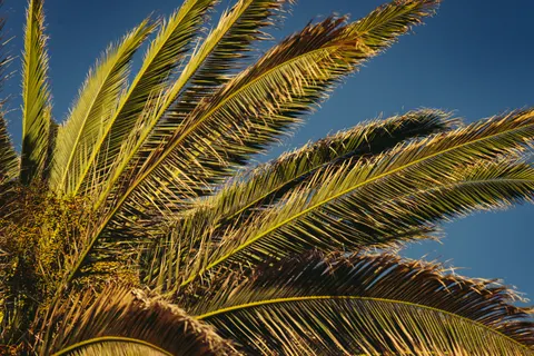 Palm Trees 4K Wallpaper · tropical · 3840×2560