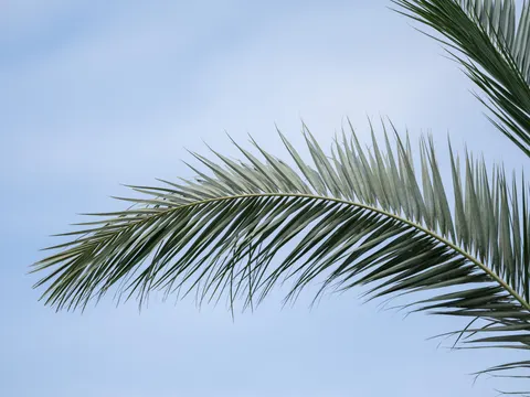 Palm Trees 4K Wallpaper · tropical · 3840×2880