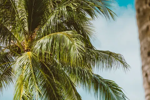 Palm Trees 4K Wallpaper · tropical · 3840×2560