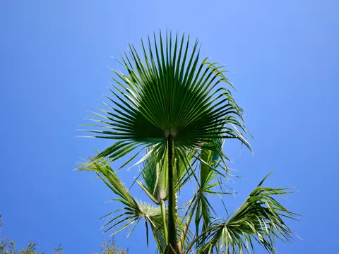 Palm Trees 4K Wallpaper · tropical · 3840×2880