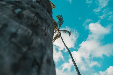 Palm Trees 4K Wallpaper · tropical · 3840×2560