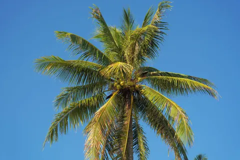 Palm Trees 4K Wallpaper · tropical · 3840×2560