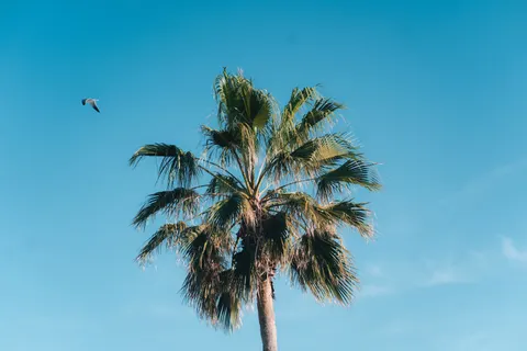 Palm Trees 4K Wallpaper · tropical · 3840×2560