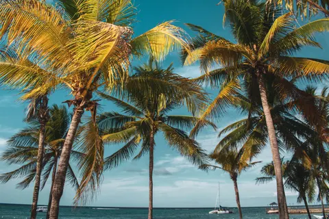 Palm Trees 4K Wallpaper · tropical · 3840×2560