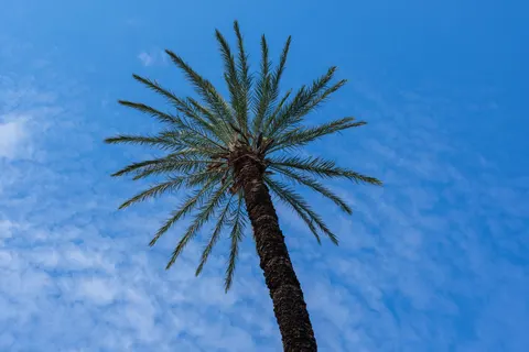 Palm Trees 4K Wallpaper · tropical · 3840×2560