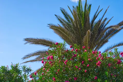Palm Trees 4K Wallpaper · tropical · 3840×2565