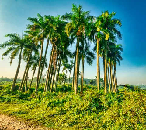 Palm Trees 4K Wallpaper · tropical · 3840×3404