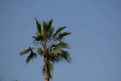 Palm Trees 4K Wallpaper · tropical · 3840×2560