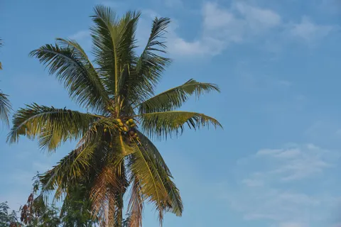 Palm Trees 4K Wallpaper · tropical · 3840×2560
