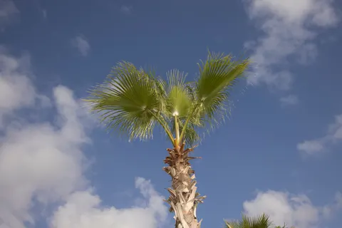 Palm Trees 4K Wallpaper · tropical · 3840×2561