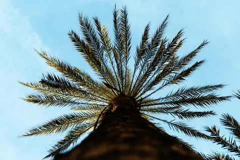 Palm Trees 4K Wallpaper · tropical · 3840×2560