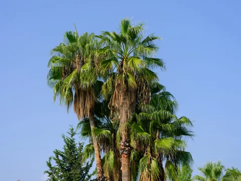 Palm Trees 4K Wallpaper · tropical · 3840×2880