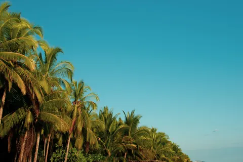 Palm Trees 4K Wallpaper · tropical · 3840×2560