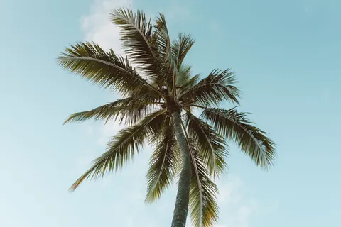 Palm Trees 4K Wallpaper · tropical · 3840×2560