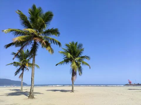 Palm Trees 4K Wallpaper · tropical · 3840×2883