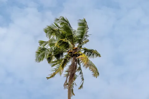 Palm Trees 4K Wallpaper · tropical · 3840×2561