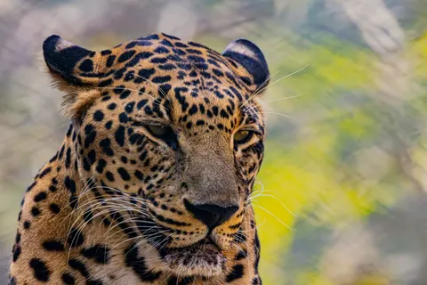 خلفية نمر مرقط بدقة 4K · animals · 3840×2560