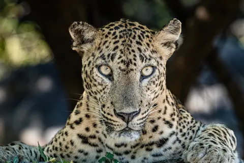 خلفية نمر مرقط بدقة 4K · animals · 3840×2560