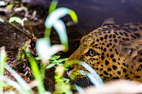 خلفية نمر مرقط بدقة 4K · animals · 3840×2560