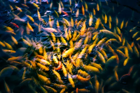 Glowing Jellyfish 4K Wallpaper · underwater · 3840×2560