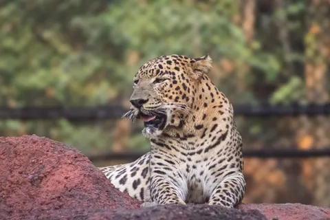 خلفية نمر مرقط بدقة 4K · animals · 3840×2560