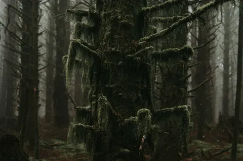 Dark Forest 4K Wallpaper · dark · 3840×2555