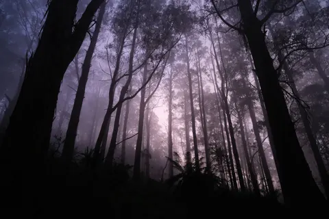 Dark Forest 4K Wallpaper · dark · 3840×2560