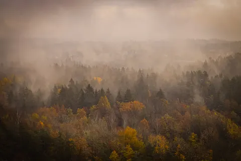 Dark Forest 4K Wallpaper · dark · 3840×2560