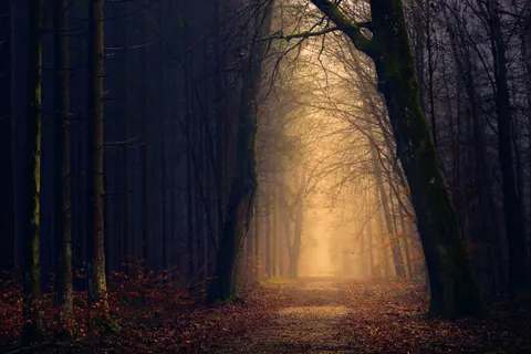 Dark Forest 4K Wallpaper · dark · 3840×2560