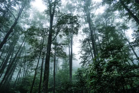 Dark Forest 4K Wallpaper · dark · 3840×2560