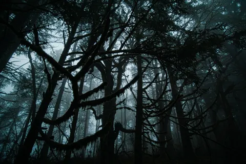 Dark Forest 4K Wallpaper · dark · 3840×2560