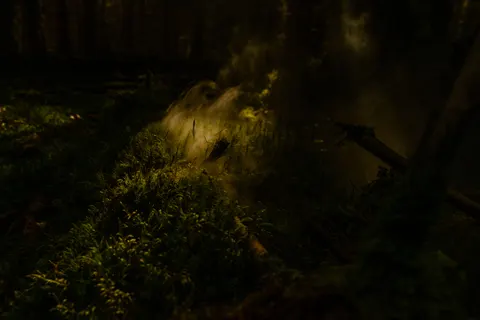 Dark Forest 4K Wallpaper · dark · 3840×2560