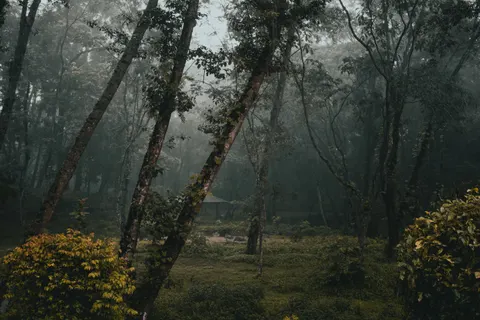 Dark Forest 4K Wallpaper · dark · 3840×2560