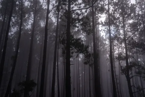 Dark Forest 4K Wallpaper · dark · 3840×2563