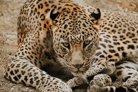 خلفية نمر مرقط بدقة 4K · animals · 3840×2560