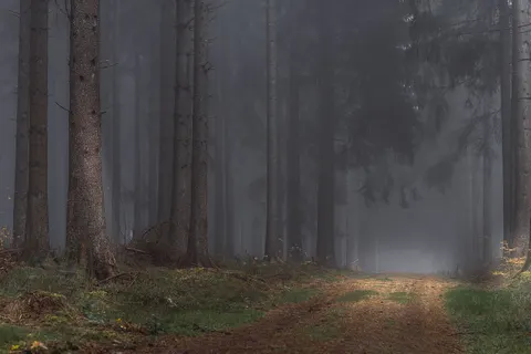 Dark Forest 4K Wallpaper · dark · 3840×2560
