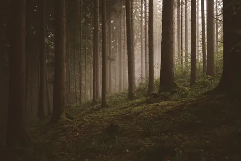 Dark Forest 4K Wallpaper · dark · 3840×2560