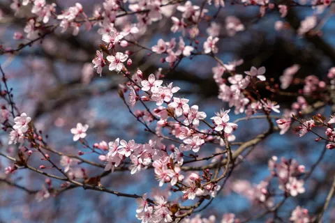 桜 4K壁紙 · nature · 3840×2563