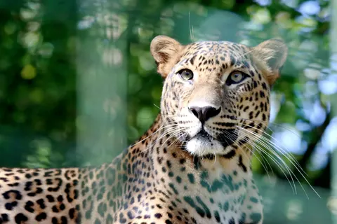 خلفية نمر مرقط بدقة 4K · animals · 3840×2560