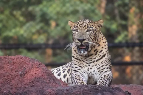 خلفية نمر مرقط بدقة 4K · animals · 3840×2560